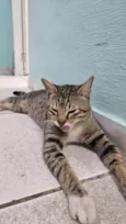Miau