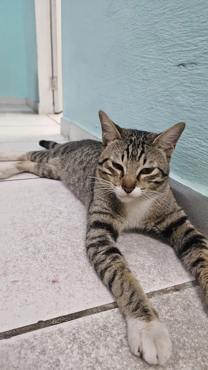 Gato ra a SRD-ViraLata idade 2 anos nome Miau
