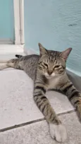 Miau