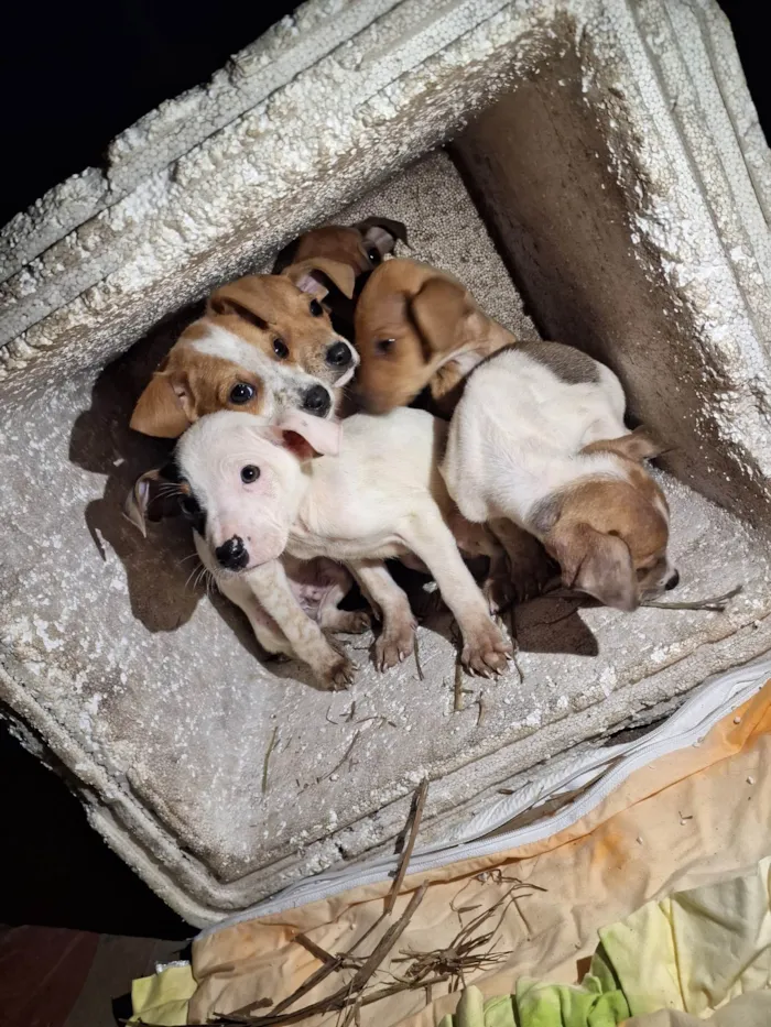 Cachorro ra a SRD-ViraLata idade 2 a 6 meses nome Sem nome