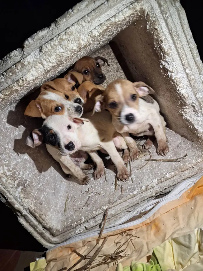 Cachorro ra a SRD-ViraLata idade 2 a 6 meses nome Sem nome