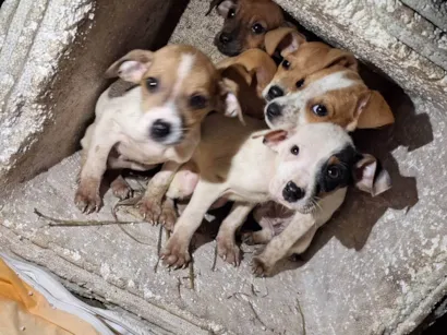 Cachorro raça SRD-ViraLata idade 2 a 6 meses nome Sem nome
