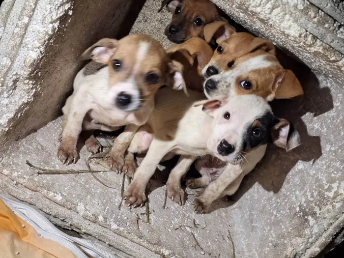 Cachorro ra a SRD-ViraLata idade 2 a 6 meses nome Sem nome