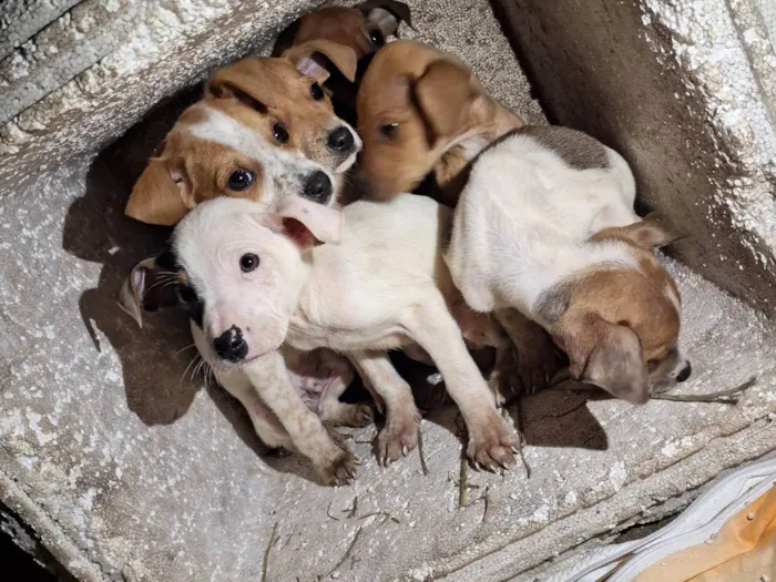 Cachorro ra a SRD-ViraLata idade 2 a 6 meses nome Sem nome