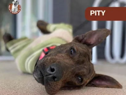 Cachorro raça SRD-ViraLata idade 2 anos nome Pity