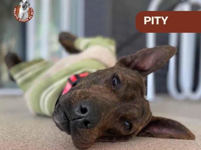 Cachorro ra a SRD-ViraLata idade 2 anos nome Pity