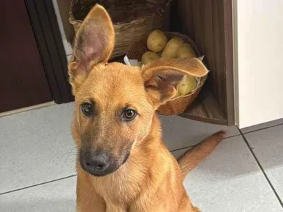 Cachorro raça SRD-ViraLata idade 2 a 6 meses nome Frederico