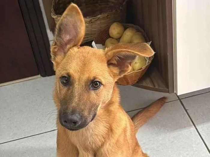 Cachorro ra a SRD-ViraLata idade 2 a 6 meses nome Frederico