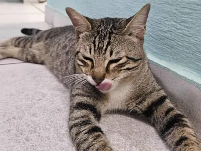 Gato raça SRD-ViraLata idade 2 anos nome Miau