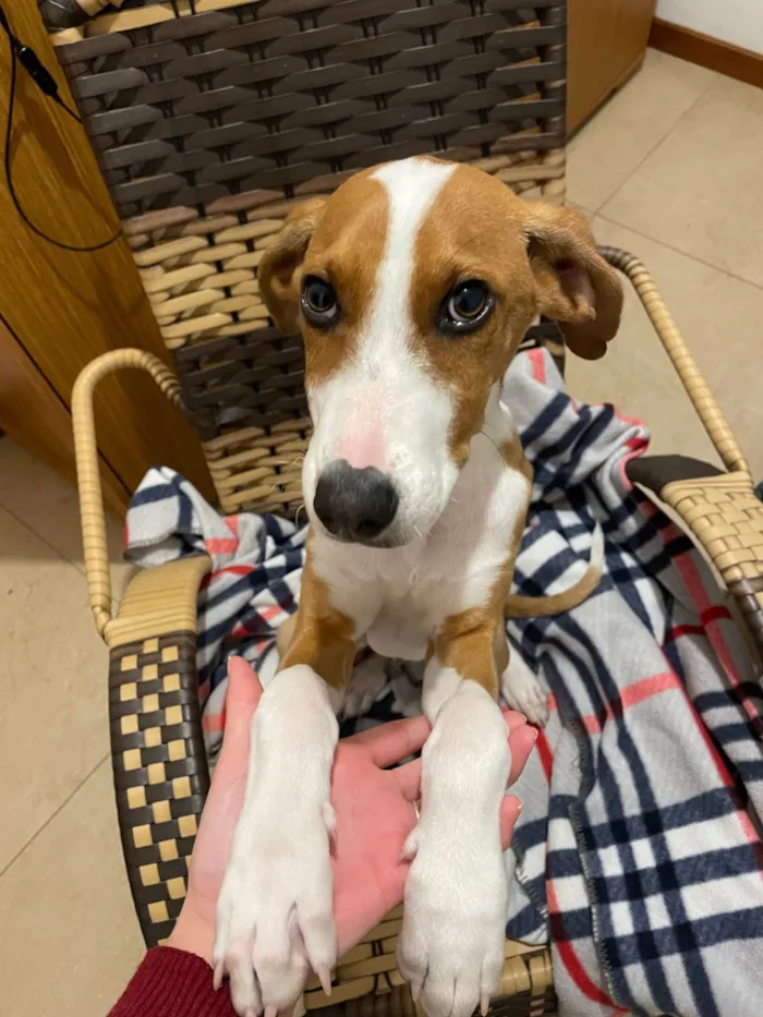 Cachorro ra a SRD-ViraLata idade 7 a 11 meses nome Eu chamo de alguns apelidos carinhosos, mas prefiro deixar o nome para o novo dono(a)