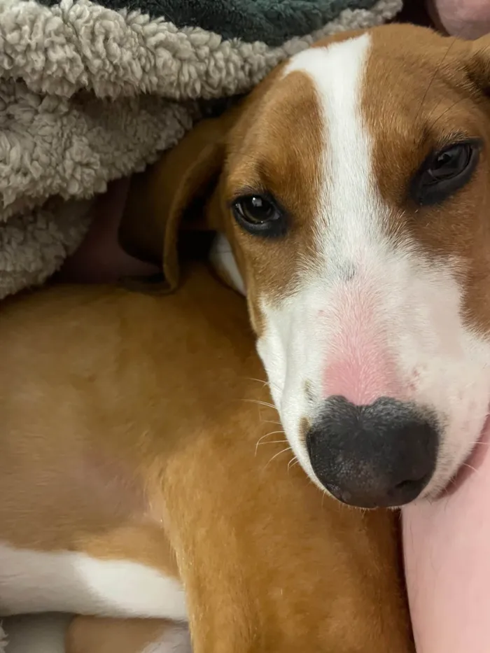 Cachorro ra a SRD-ViraLata idade 7 a 11 meses nome Eu chamo de alguns apelidos carinhosos, mas prefiro deixar o nome para o novo dono(a)