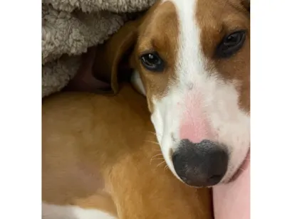 Cachorro raça SRD-ViraLata idade 7 a 11 meses nome Eu chamo de alguns apelidos carinhosos, mas prefiro deixar o nome para o novo dono(a)