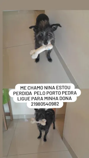 Cachorro raça SRD-ViraLata idade 6 ou mais anos nome Nina
