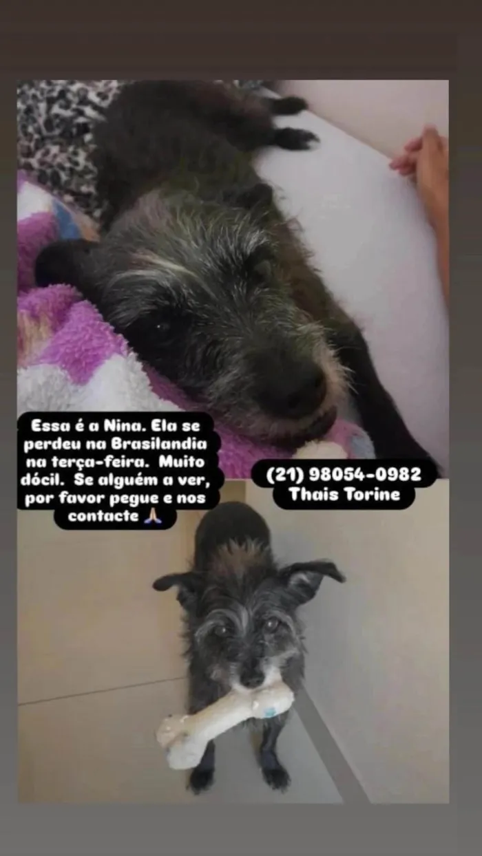 Cachorro ra a SRD-ViraLata idade 6 ou mais anos nome Nina