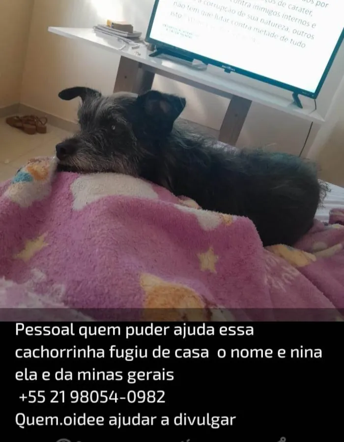 Cachorro ra a SRD-ViraLata idade 6 ou mais anos nome Nina