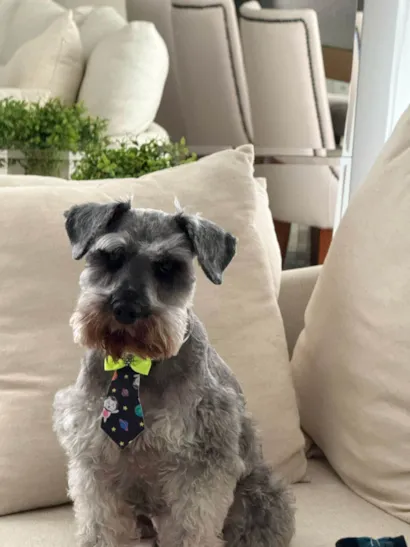 Cachorro raça Shnauzer idade 6 ou mais anos nome Spock