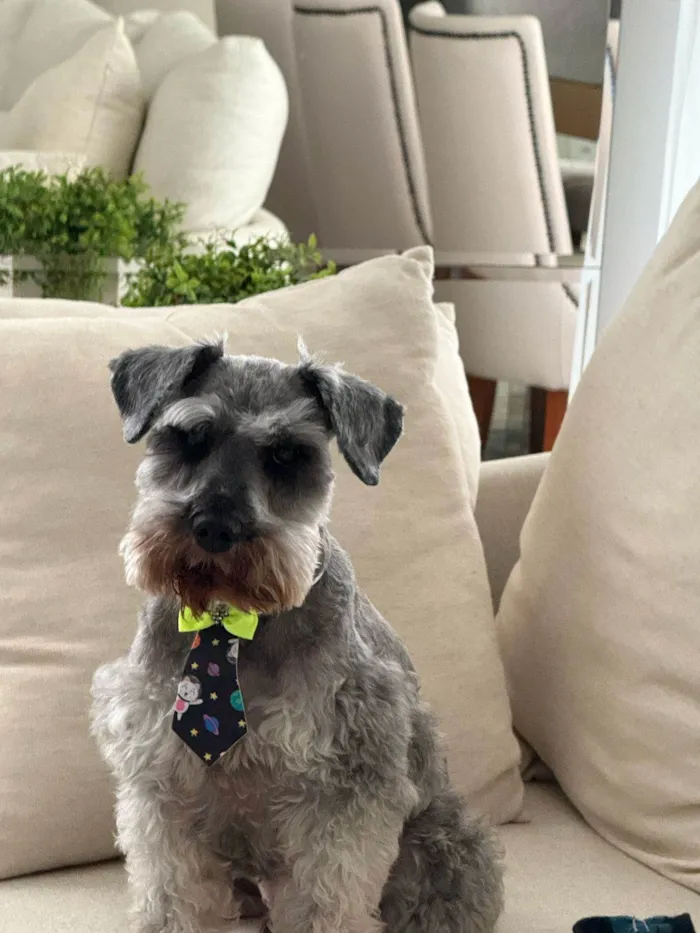 Cachorro ra a Shnauzer idade 6 ou mais anos nome Spock