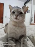 Nala