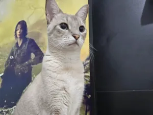 Gato raça SRD-ViraLata idade 5 anos nome Nala