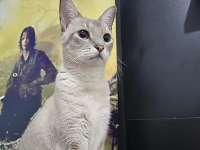 Gato raça SRD-ViraLata idade 5 anos nome Nala