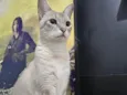Nala