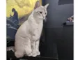 Nala