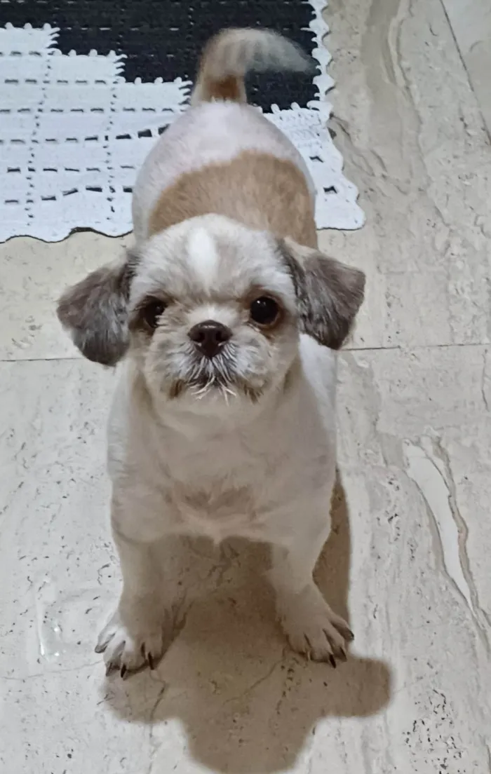 Cachorro ra a Shitzu idade 4 anos nome Amora