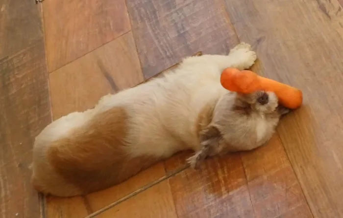 Cachorro ra a Shitzu idade 4 anos nome Amora