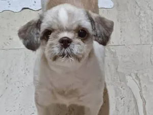 Cachorro raça Shitzu idade 4 anos nome Amora