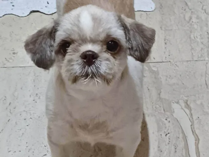 Cachorro ra a Shitzu idade 4 anos nome Amora