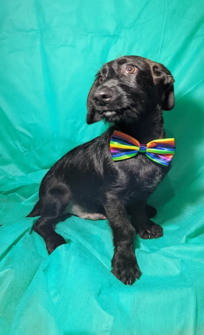 Cachorro ra a SRD-ViraLata idade 2 a 6 meses nome Chokito