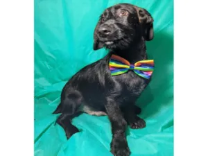 Cachorro raça SRD-ViraLata idade 2 a 6 meses nome Chokito