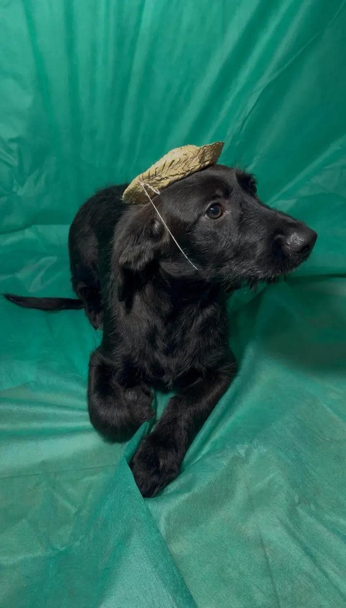 Cachorro ra a SRD-ViraLata idade 2 a 6 meses nome Chokito