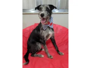 Cachorro raça SRD-ViraLata idade 1 ano nome Juca