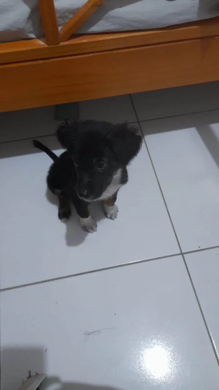 Cachorro ra a Basset-Cofap idade 2 a 6 meses nome Lock