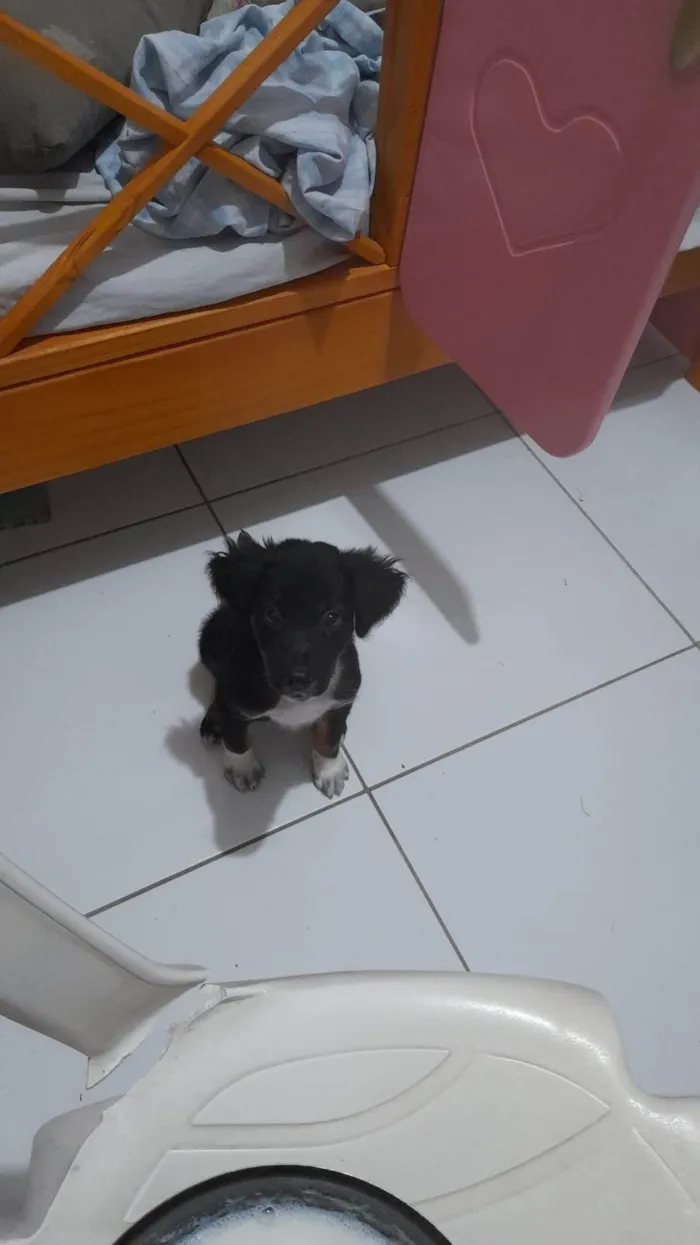 Cachorro ra a Basset-Cofap idade 2 a 6 meses nome Lock