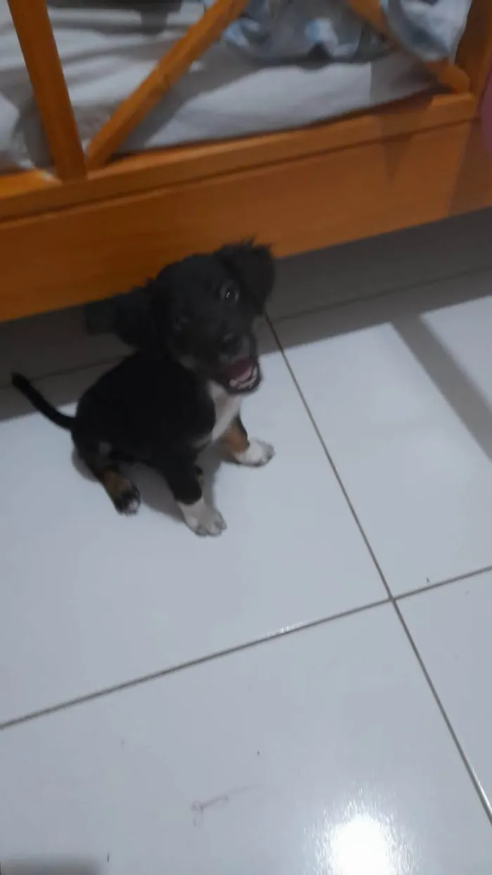 Cachorro ra a Basset-Cofap idade 2 a 6 meses nome Lock