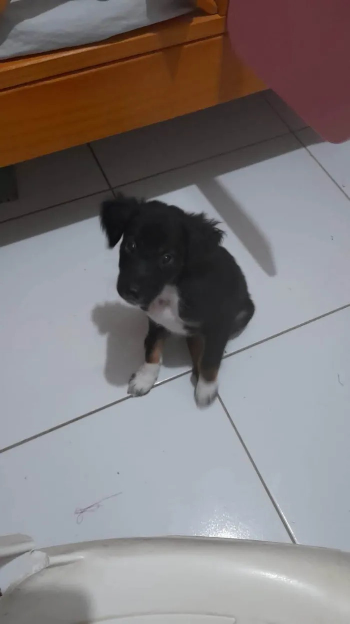 Cachorro ra a Basset-Cofap idade 2 a 6 meses nome Lock