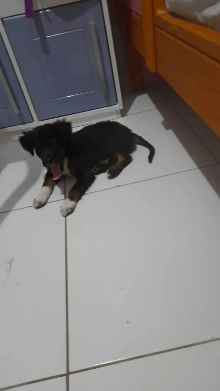 Cachorro ra a Basset-Cofap idade 2 a 6 meses nome Lock