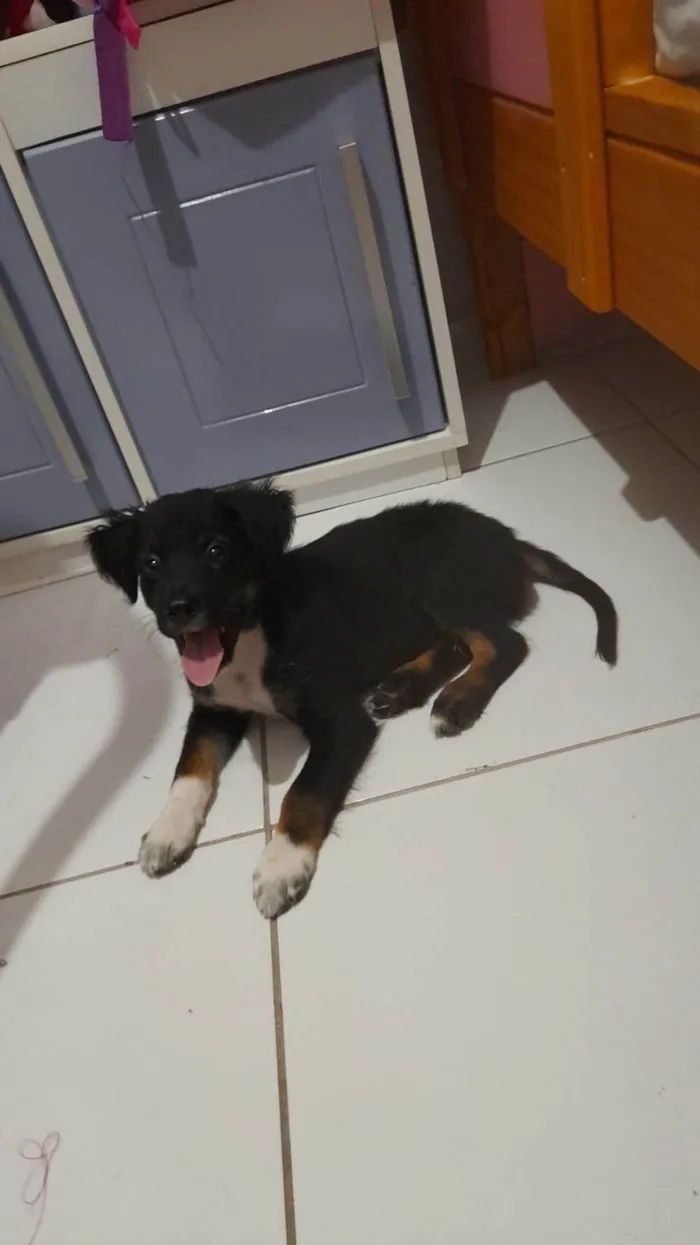 Cachorro ra a Basset-Cofap idade 2 a 6 meses nome Lock