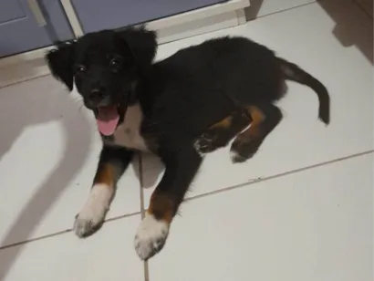 Cachorro raça Basset-Cofap idade 2 a 6 meses nome Lock