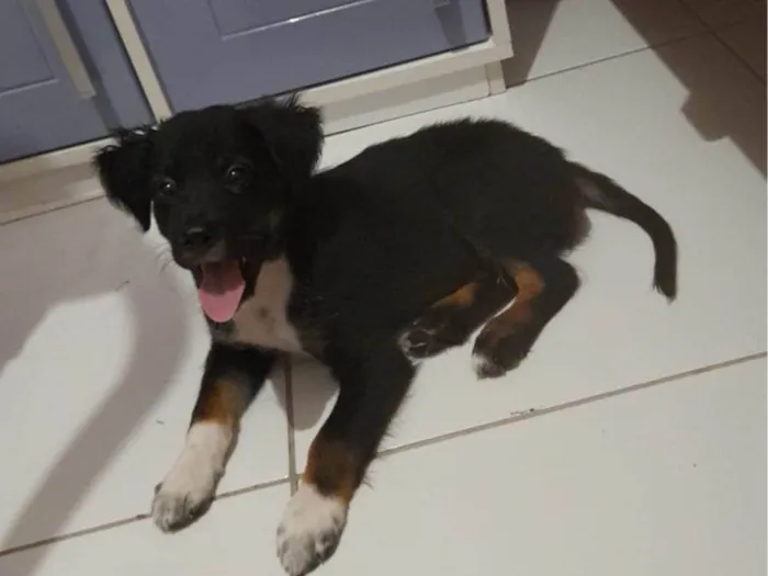 Cachorro ra a Basset-Cofap idade 2 a 6 meses nome Lock
