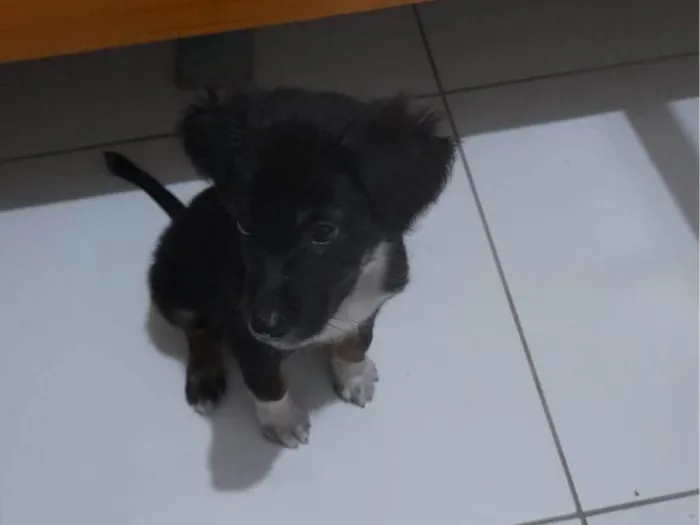 Cachorro ra a Basset-Cofap idade 2 a 6 meses nome Lock