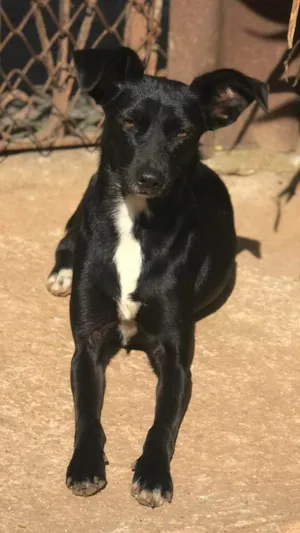 Cachorro raça SRD-ViraLata idade 2 anos nome Neguinha 