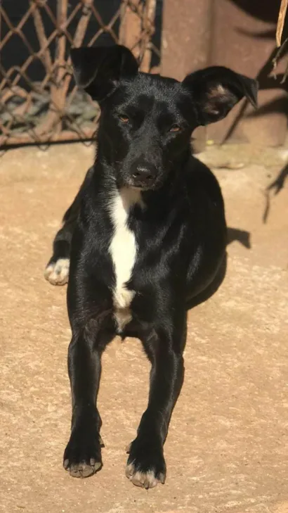 Cachorro raça SRD-ViraLata idade 2 anos nome Neguinha 