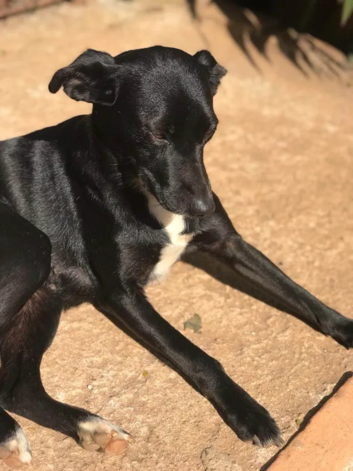 Cachorro ra a SRD-ViraLata idade 2 anos nome Neguinha 