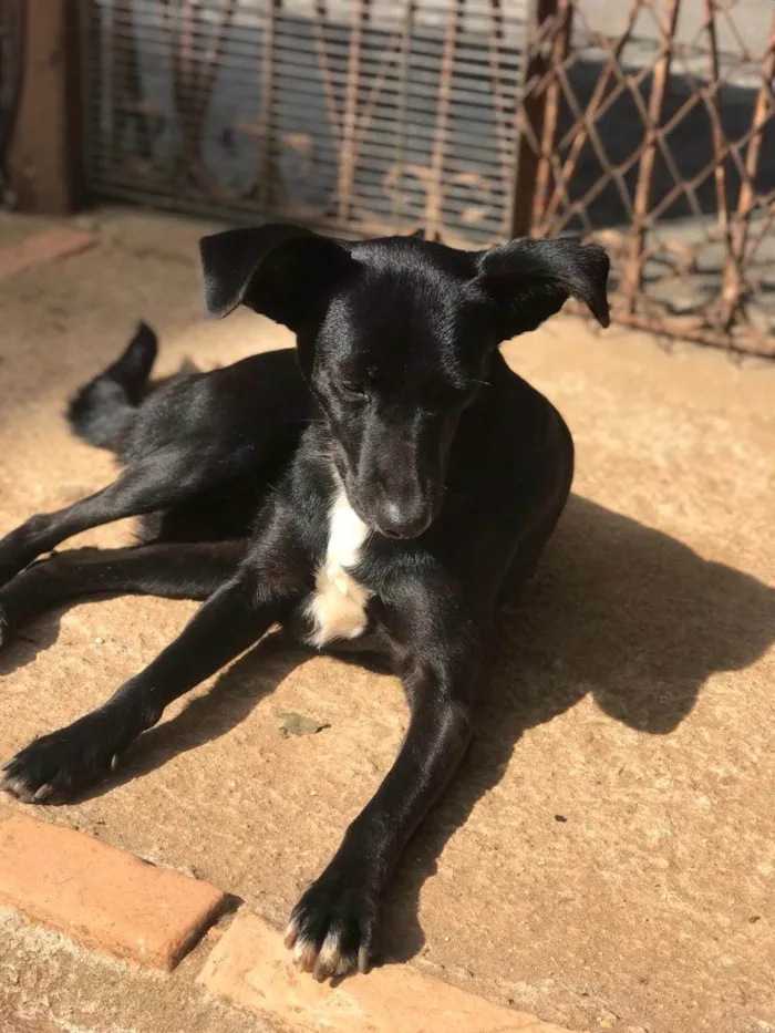 Cachorro ra a SRD-ViraLata idade 2 anos nome Neguinha 