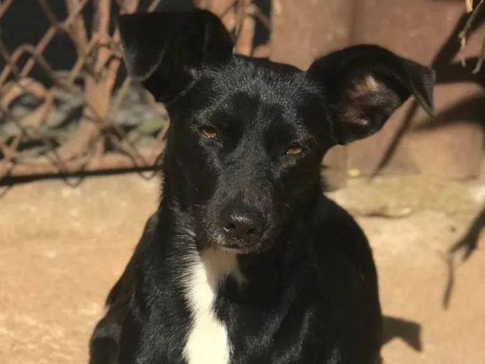 Cachorro ra a SRD-ViraLata idade 2 anos nome Neguinha 