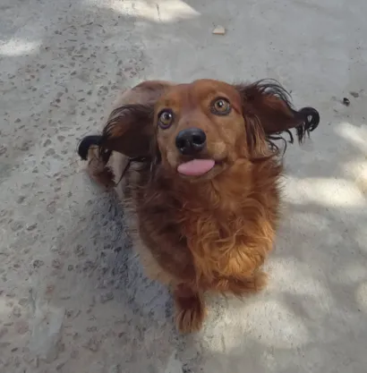 Cachorro raça SRD-ViraLata idade 5 anos nome Lindinha 