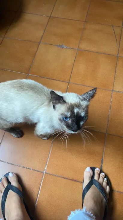 Gato raça Siamês idade 1 ano nome Sem dono